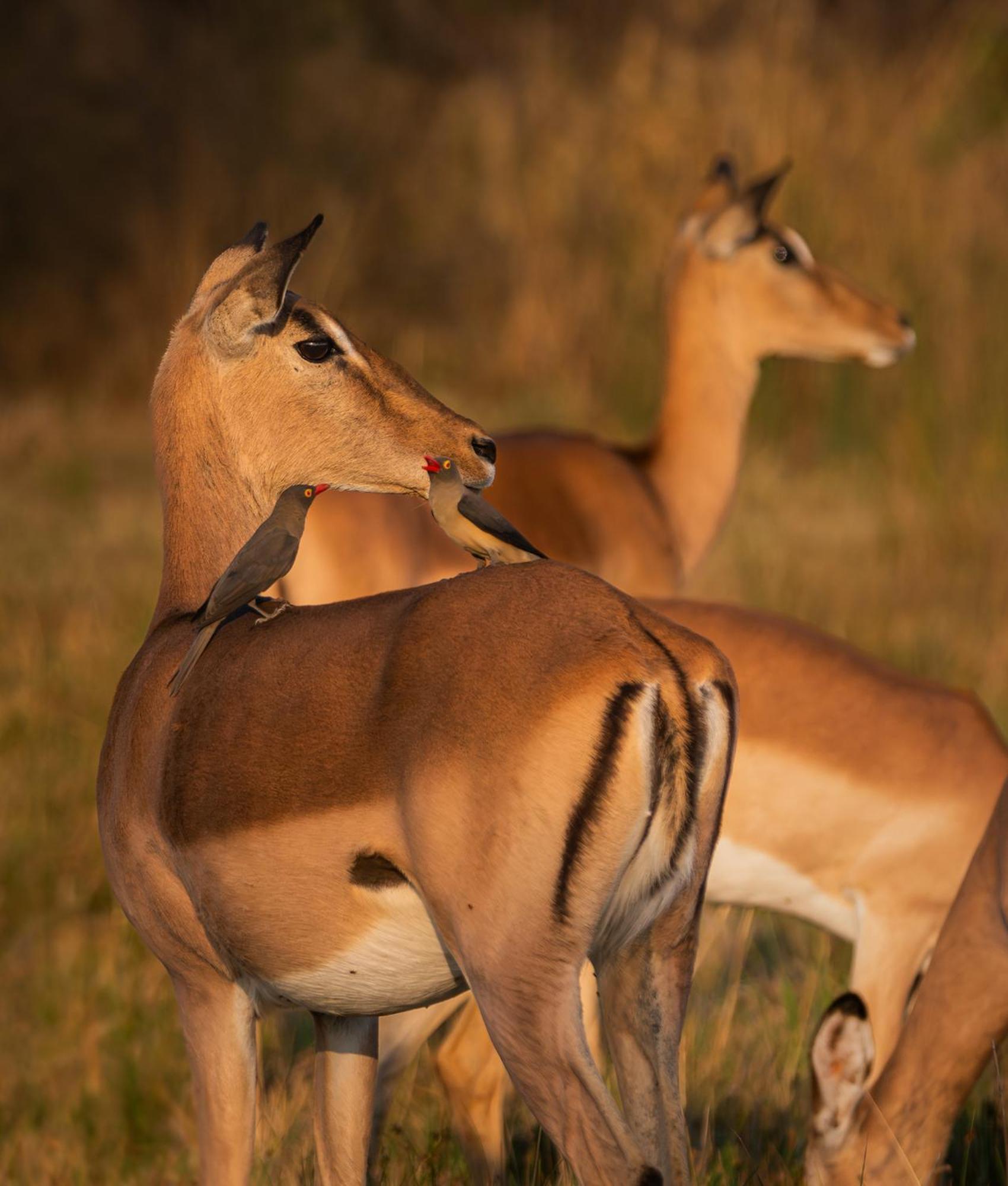 Out In Africa Wildlife Lodge Хамманскрал Экстерьер фото