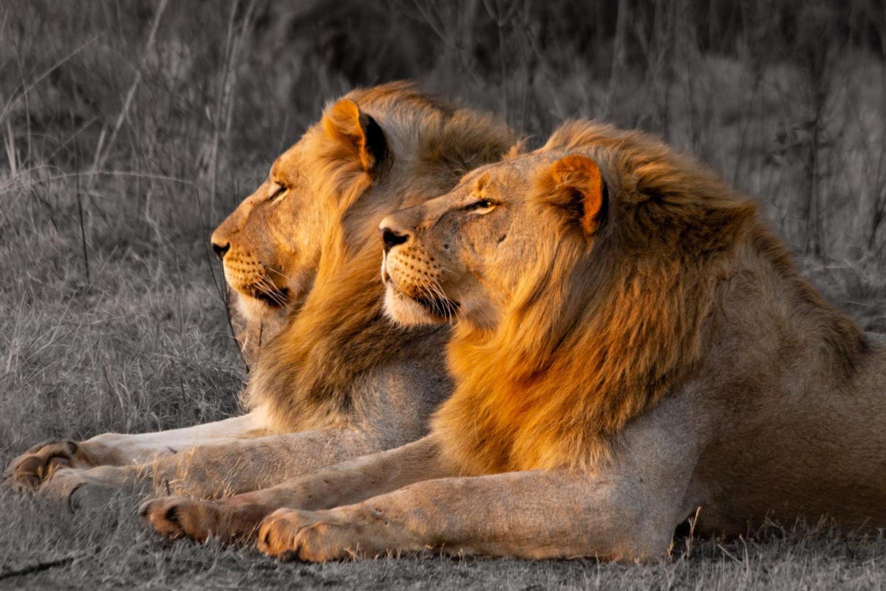 Out In Africa Wildlife Lodge Хамманскрал Экстерьер фото